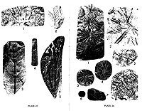 Thumbnail of Plant Fossils of West Virginia sample pages