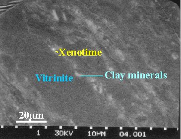 Scanning Electron Microscope photograph of xenotime in coal