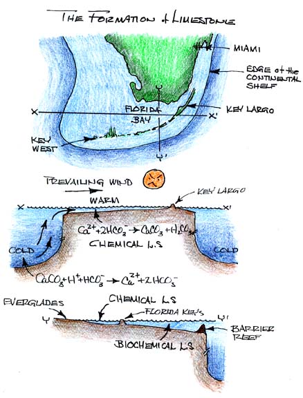 The Formation of Limestone