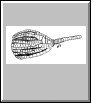 Crinoid with a Section of Stem