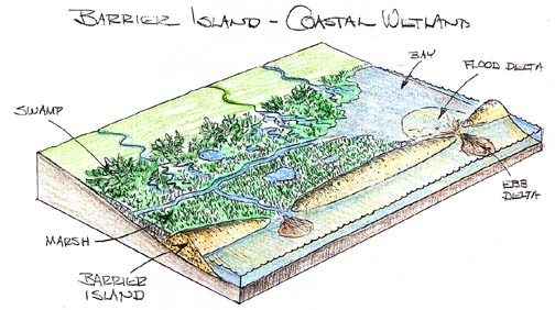 Barrier Island Coastal Wetland