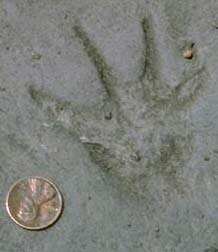 fossil footprint