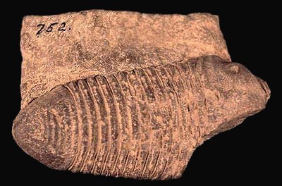 trilobite, Trimerus vanuxemi (Hall)