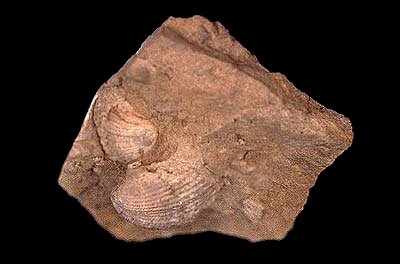 brachiopod