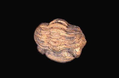 trilobite, Phacops rana