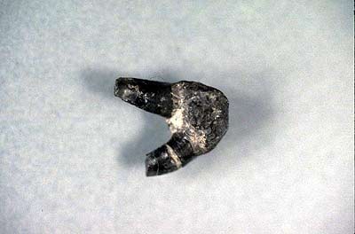 early shark tooth, Orthacanthus sp