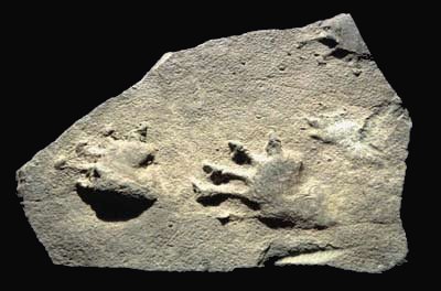 tracks of pre-dinosaur, Dimetrodon berea (Tilton)