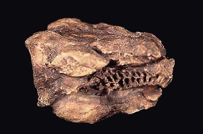 reptile skull cast, Diadectes sp
