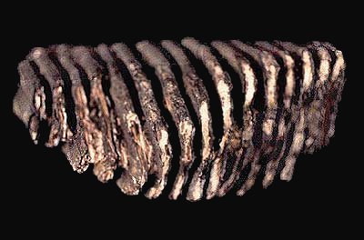 woolly mammoth tooth, Mammuthus primigenius (Blumenbach)