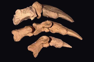 ground sloth arm and claws, Megalonyx jeffersonii