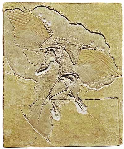 Archaeopteryx lithographia