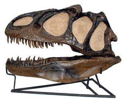 Allosaurus skull image