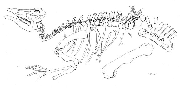 Artist's conception of how the Edmontosaurus skeleton will be mounted