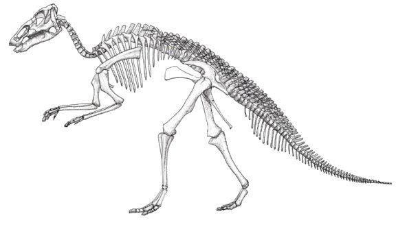 Drawing showing a complete Edmontosaurus skeleton