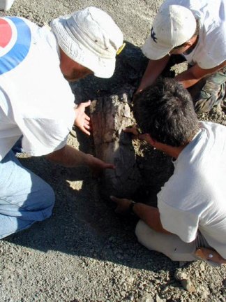 Lifting a bone of the Edmontosaurus from the discovery site