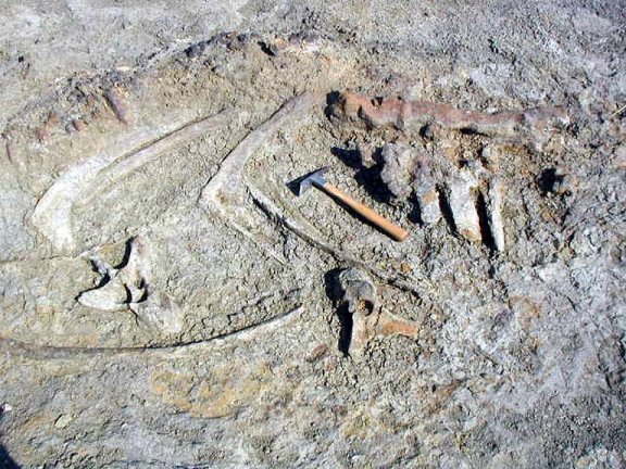Ribs and bones of Edmontosaurus