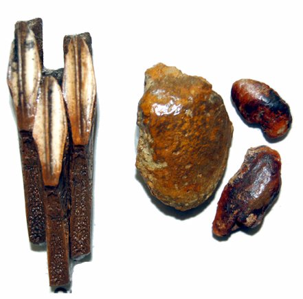 Edmontosaurus teeth close-up along with clams found at discovery site