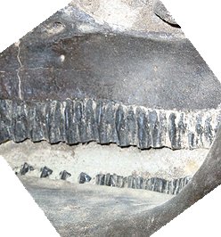 Edmontosaurus teeth close-up