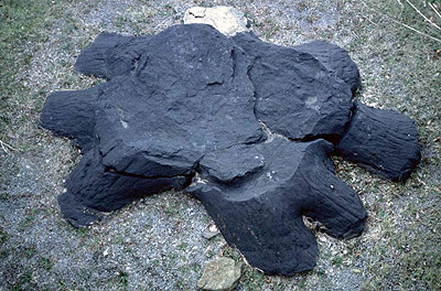 The Itmann Fossil, Stigmaria (top view)