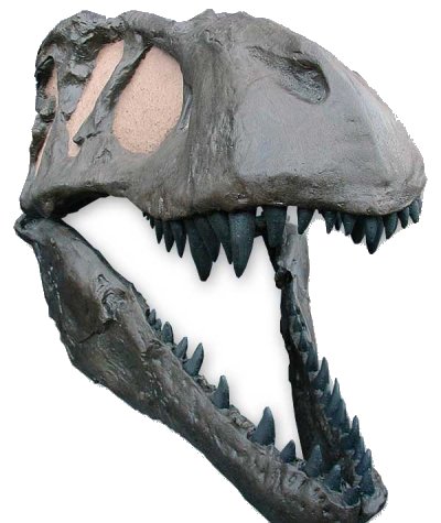 tyrannosaurus, skull (front)