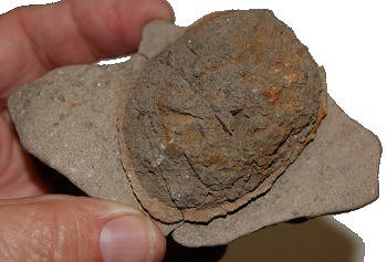 Unknown Fossil 1