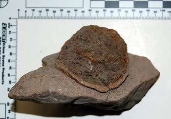 2 Unknown Fossil