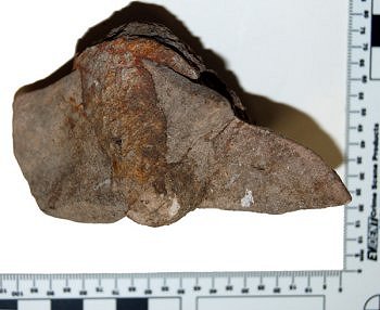 5 Unknown Fossil