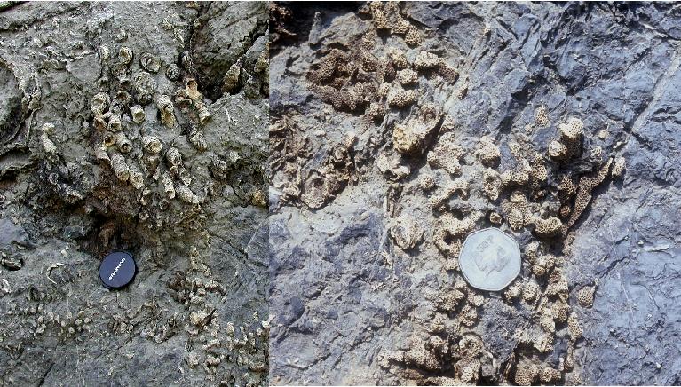 Rugose and tabulate corals from the Devonian Helderberg pinnacle reef