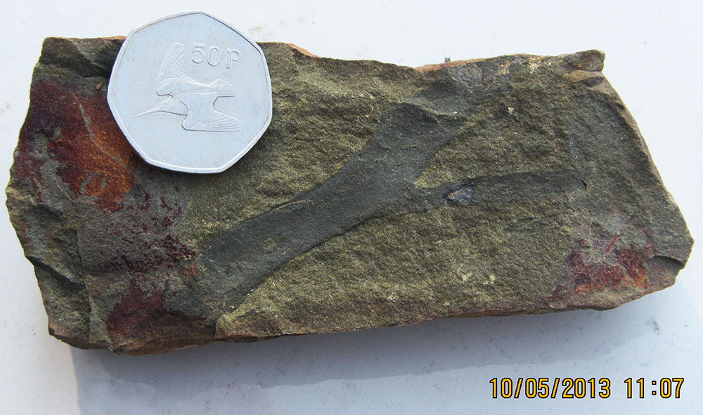 Fragment of unidentified, woody plant material from the Mississippian Price Formation, Marlinton, WV