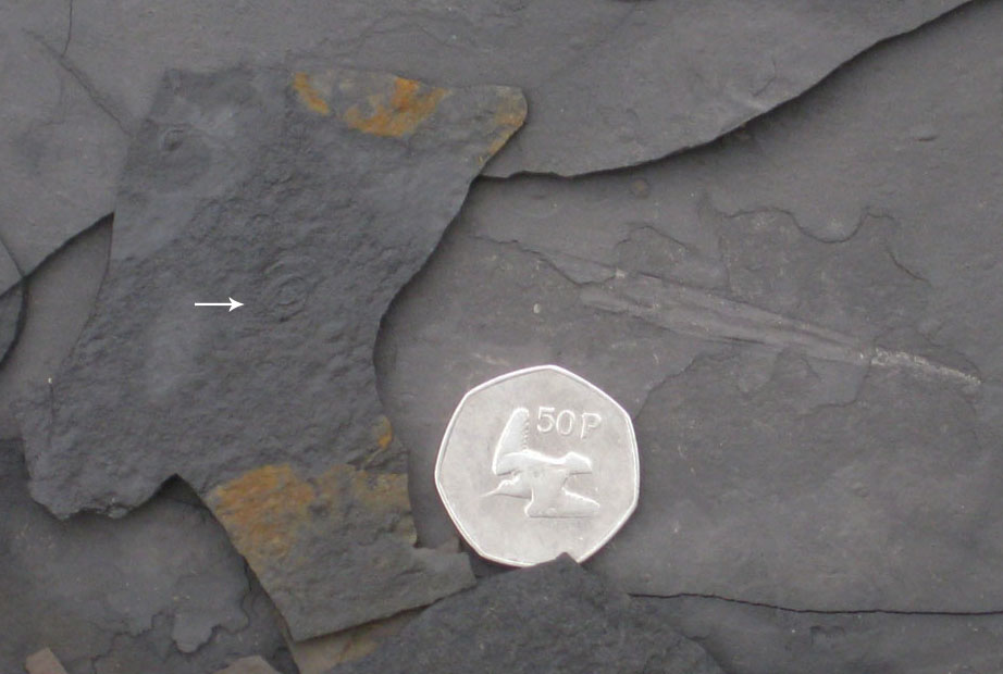 Miniature fossils in the Millboro Shale