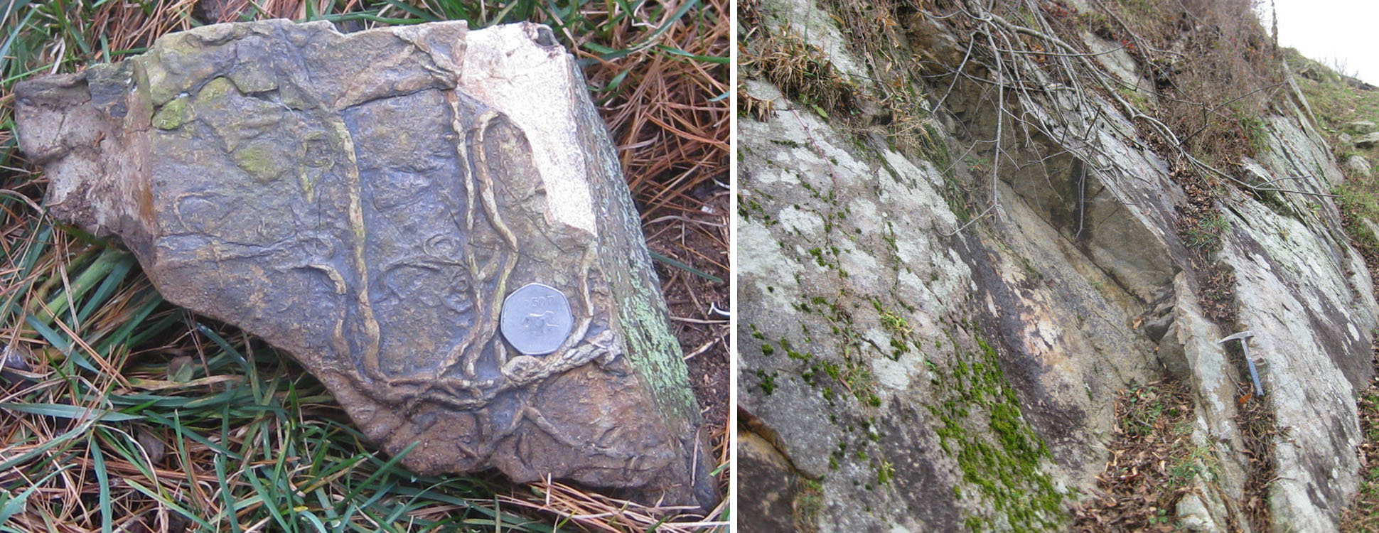 Trace fossils on the bottom of Williamsport; Williamsport on southeast limb of Brown's Mtn. Anticline