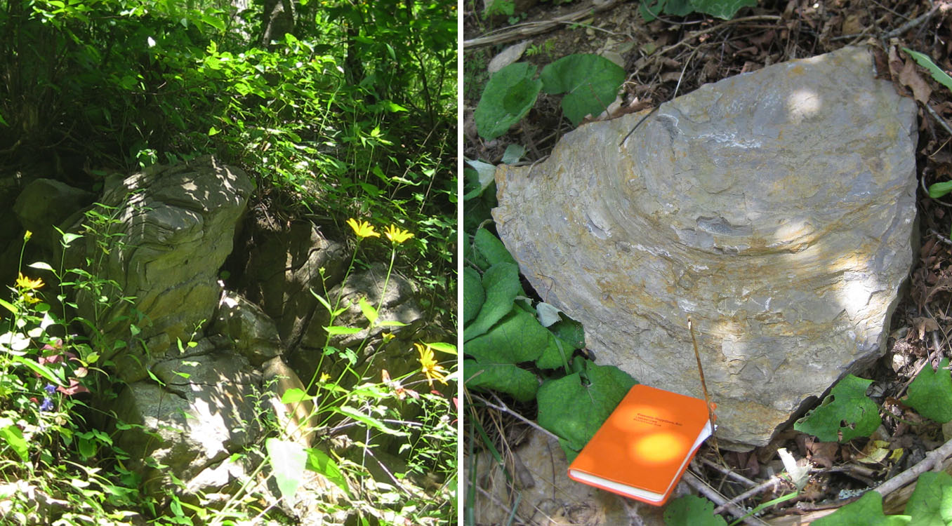 Small folds in the Silurian Tonoloway, Pocahontas Co. 13; Domal stromatolite in the Tonoloway, WV 92