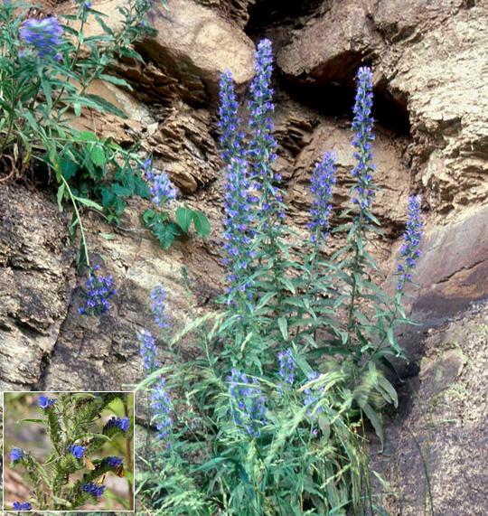 Viper's Bugloss