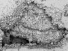 FIGURE A3-4 A. SEM photomicrograph of polymodal (60 m to 300 m crystals) 
        planar-c dolomite lining and partially filling a small vug in the Trenton 
        Limestone. Prudential 1A well, Marion County, OH, 2013.5 ft.