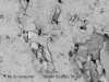 FIGURE A5-13.  Backscattered SEM image of the dolomudstone