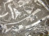 Figure 1A. Skeletal wackestone (Dunham, 1962) or a 
        packed biomicrite (Folk, 1962) from the Black River Formation, Union Furnace, 
        Huntingdon County, PA.