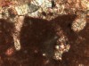 Figure 8F. Thin section photomicrograph of the hardground shown in D. The clotted fabric characteristic of peloidal 
        cements is evident in both photomicrographs.