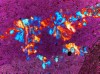 Figure 9B. ame view, but with the gypsum plate inserted into the microscope.