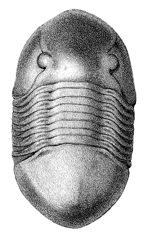 trilobite Isotelus gigas