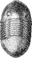 trilobite Isotelus gigas