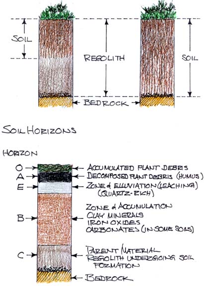 Soil Horizons